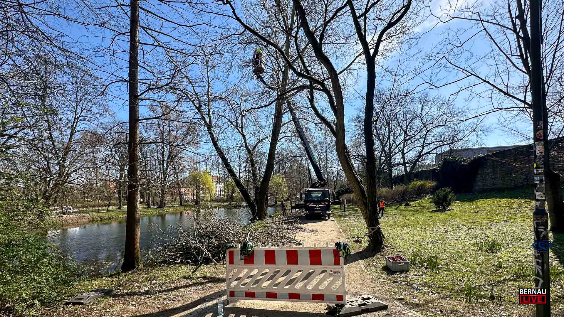 70-jähriger Baum am Bernauer Schwanenteich drohte umzufallen 