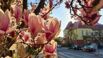 Guten Morgen aus Bernau und einen guten Start in die neue Woche