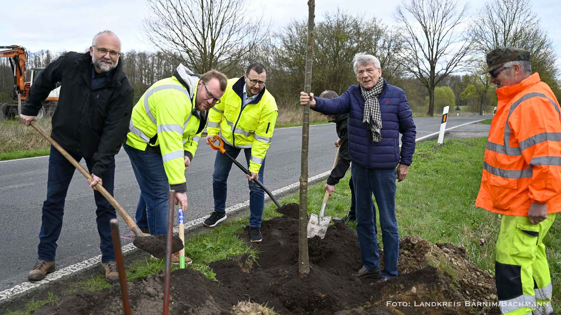 Landkreis Barnim pflanzt knapp 100 neue Allee-Bäume