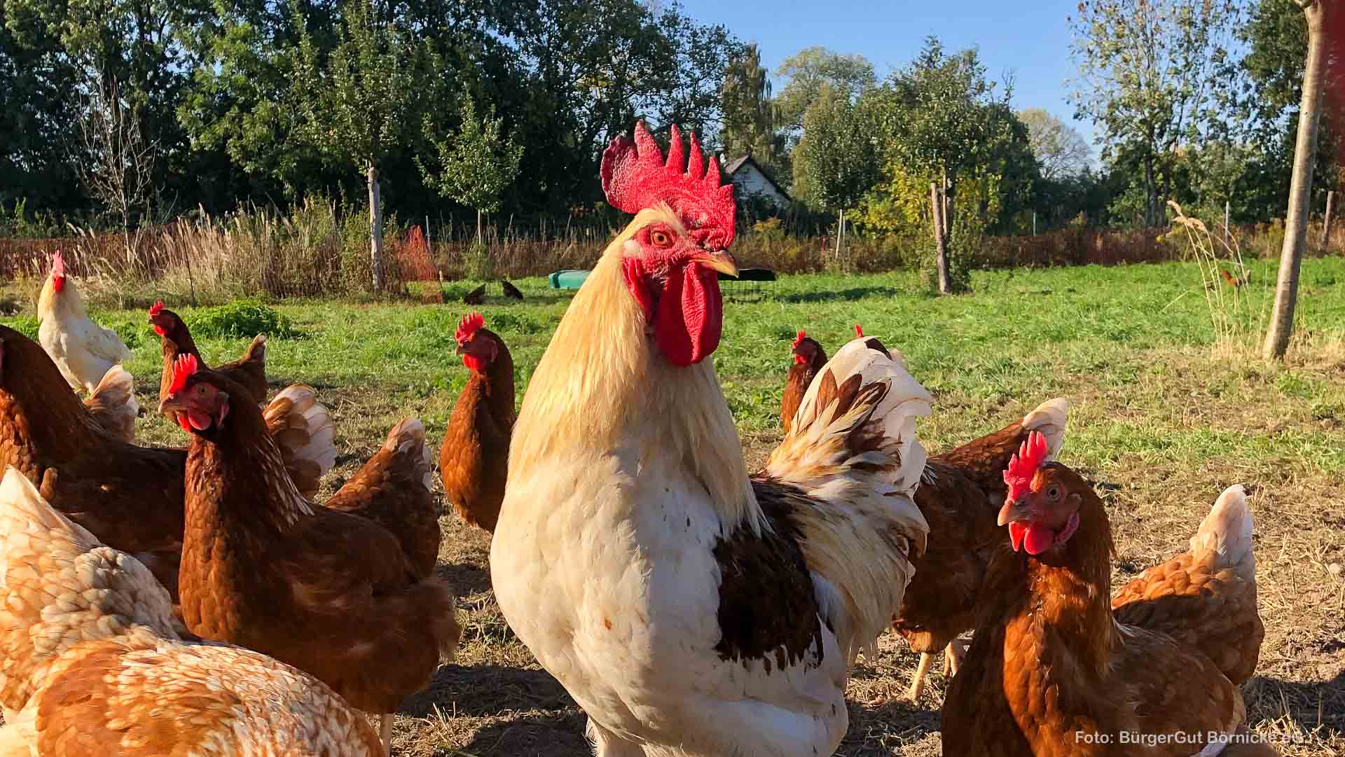 Für mehr Nachhaltigkeit – Hühnerpatenschaft in Bernau