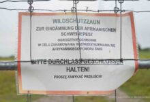 Landkreis Barnim sorgt sich um die Afrikanische Schweinepest