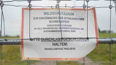 Landkreis Barnim sorgt sich um die Afrikanische Schweinepest
