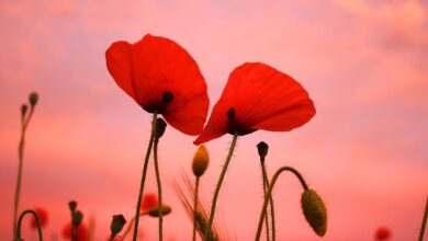 Euch nen schönen Sonntag - Veranstaltungen und Infos zum FSV Bernau - Hertha Spiel Mohn, Blume, Bernau