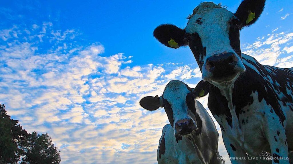 Veterinäramt Barnim: Blauzungenvirus breitet sich massiv aus