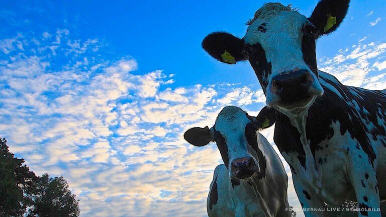 Veterinäramt Barnim: Blauzungenvirus breitet sich massiv aus