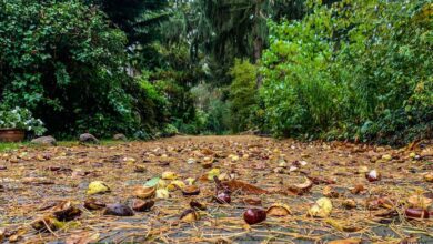 Wetterwarnung: Kräftige Sturmböen in und um Bernau