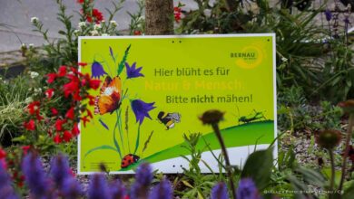 Weniger Mahd, mehr Vielfalt - Stadt Bernau verteilt kostenfrei Blühschilder