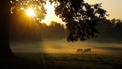 Bernau LIVE wünscht allen einen sonnig-schönen Freitag