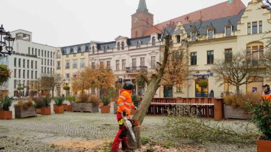 Pilzbefall: Schwedische Mehlbeeren am Marktplatz in Bernau gefällt