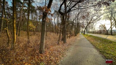 Bürgerinitiative möchte Wald an der Wandlitzer Chaussee in Bernau retten