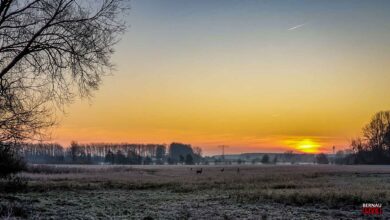 Sonnenaufgang in Bernau auf weitem Feld mit Rehen und leichtem Frost