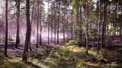 Bernau / Barnim: Die Barnimer Polizei ermittelt seit geraumer Zeit zu einem Waldbrand zwischen Blumberg und Birkholzaue. 