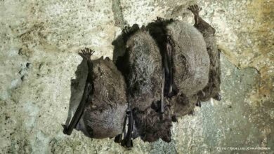 Naturwacht Barnim: Inventur bei den schlafenden Fledermäusen