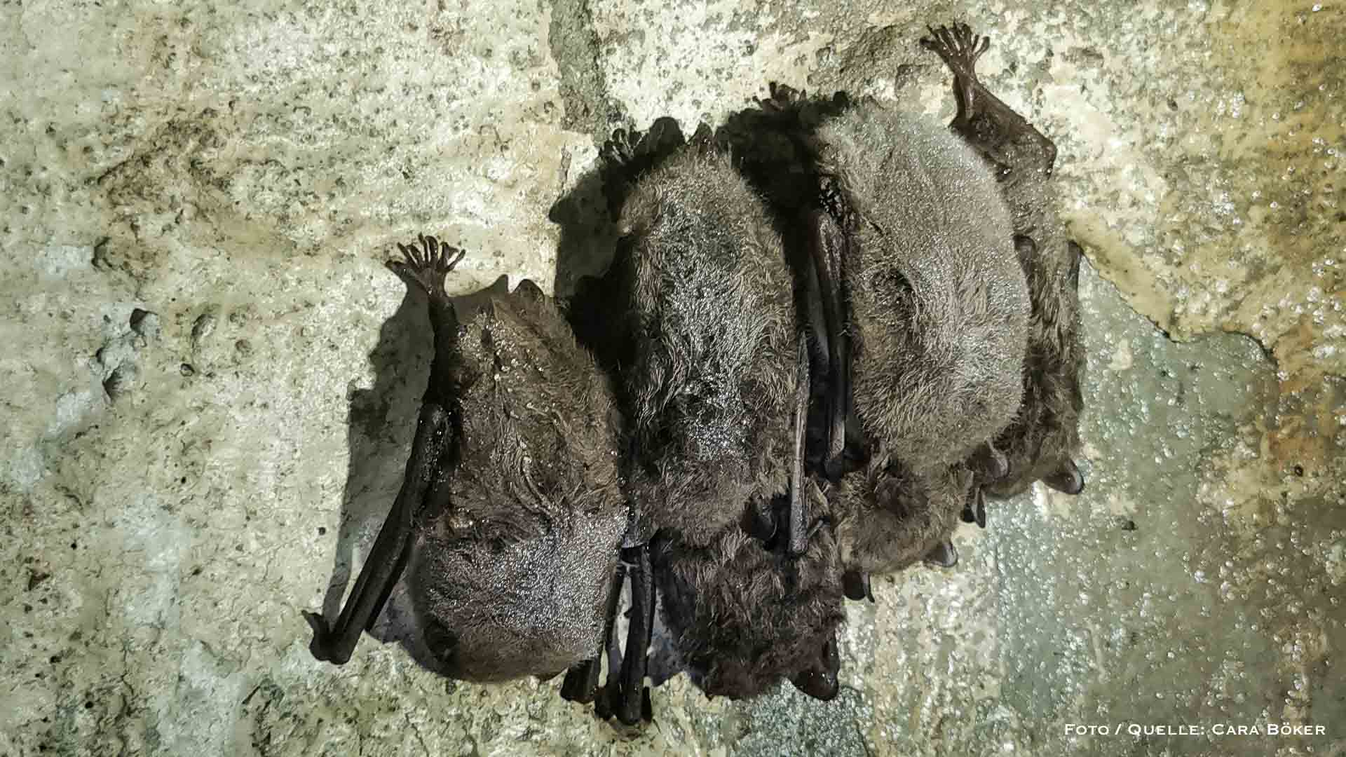 Naturwacht Barnim: Inventur bei den schlafenden Fledermäusen