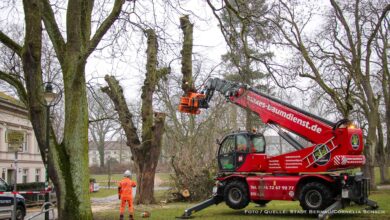 Bernauer Stadtpark verliert leider 115 Jahre alte Rosskastanie