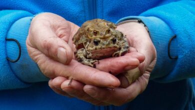 Amphibienwanderung - NABU-Helfer im Barnim gern willkommen