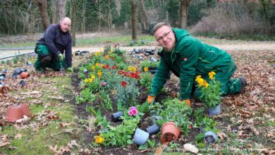 3.300 Blümchen für die Innenstadt und den Bernauer Stadtpark