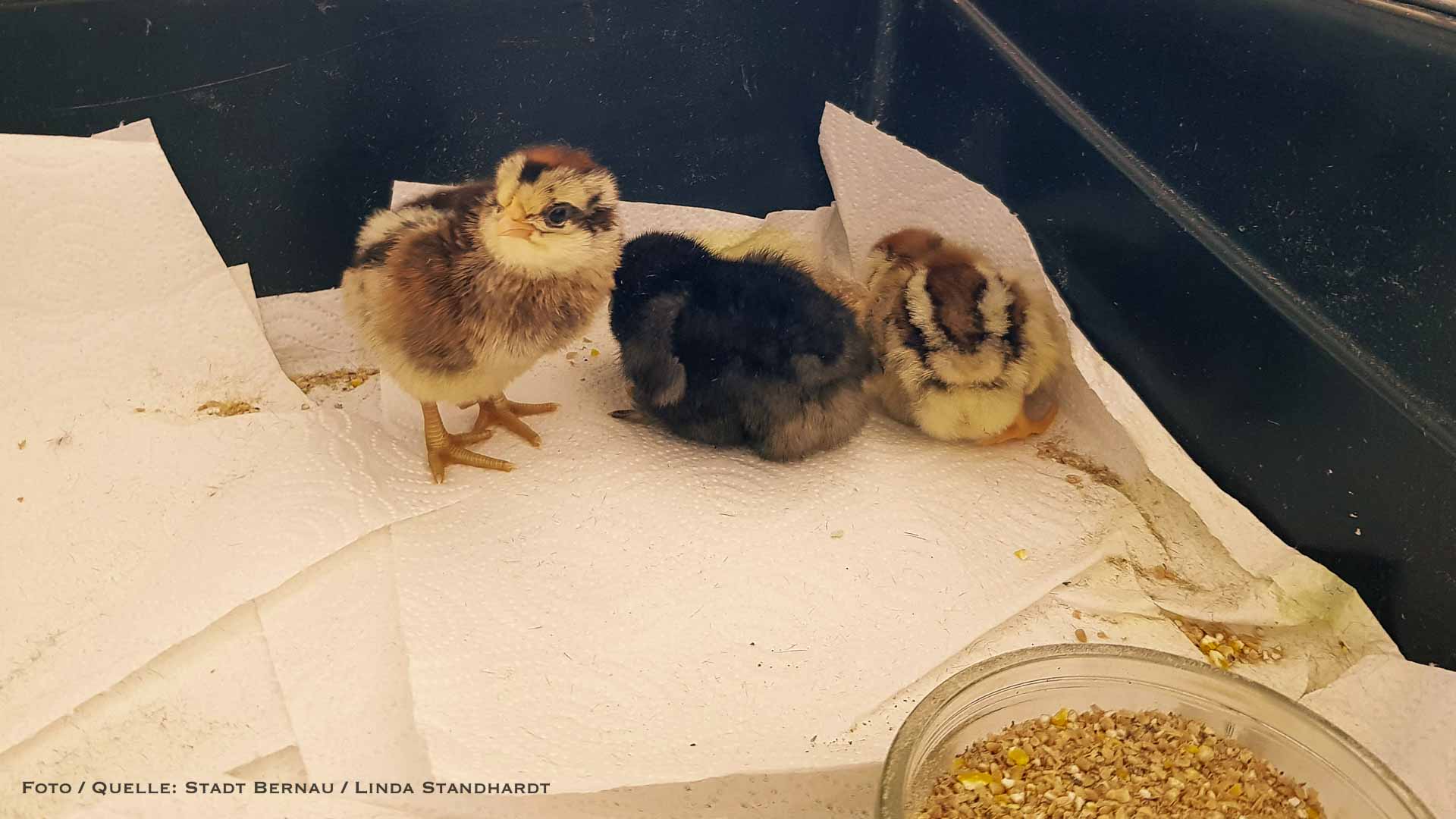 Küken-Alarm in der Bernauer Kindertagesstätte "Kindergärtnerei" 