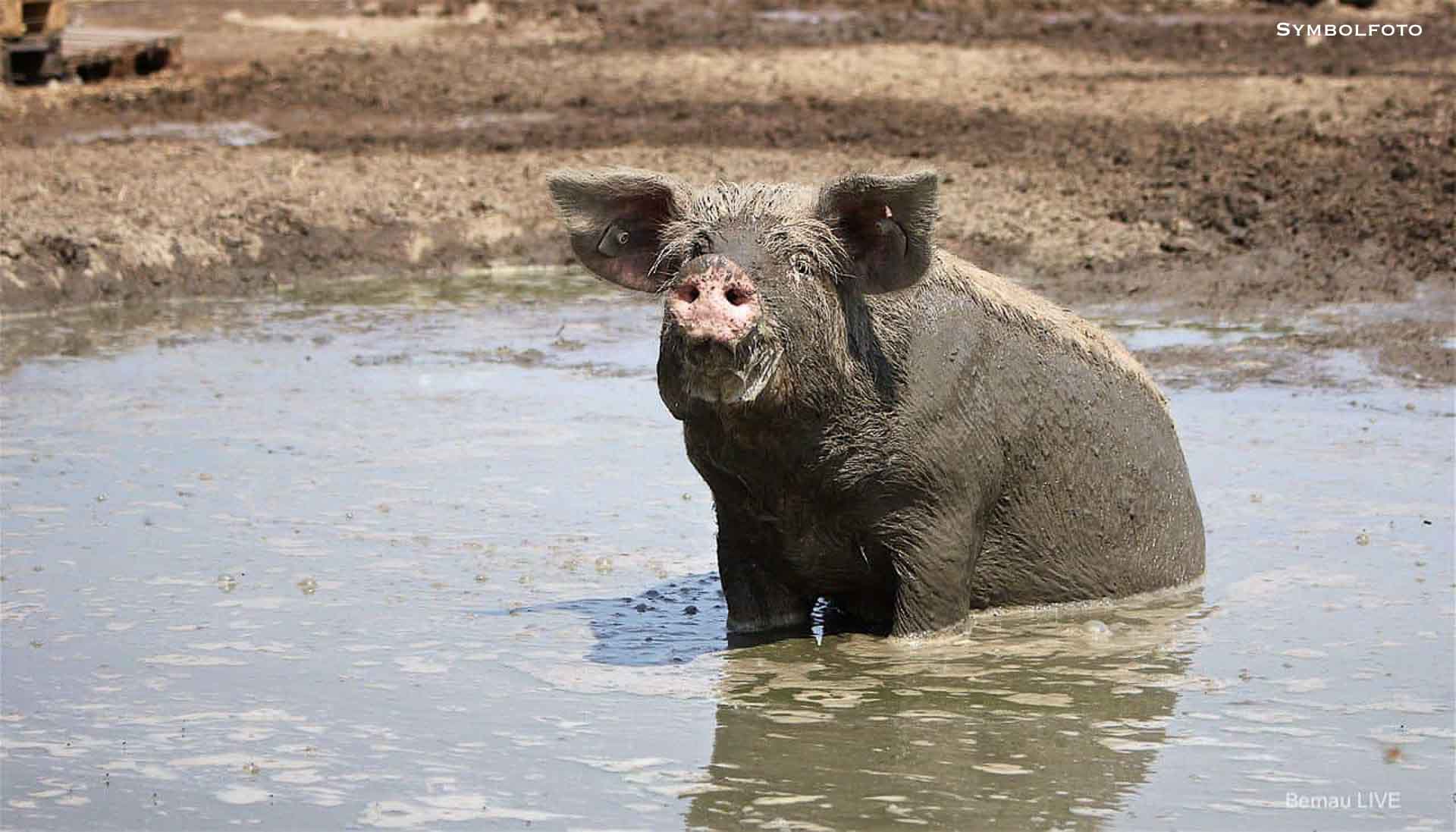 Landkreis Barnim hebt Allgemeinverfügung zur Maul- und Klauenseuche (MKS) auf