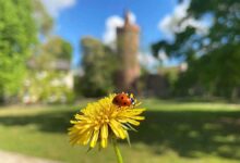 https://bernau-live.de/wp-content/uploads/2025/05/1-Stadtpark-Bernau-Pulverturm-Brenau-LIVE.jpg