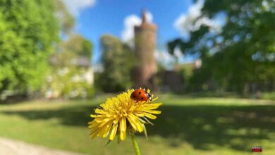 https://bernau-live.de/wp-content/uploads/2025/05/1-Stadtpark-Bernau-Pulverturm-Brenau-LIVE.jpg