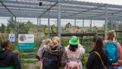 Jubiläumsfest in Tempelfelde: Hunderte feiern 10 Jahre Wildkatzenzentrum Felidae