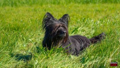 Bernau: Schonfrist zur Anmeldung von Hunden läuft Ende Juni ab
