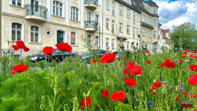 Bernau LIVE wünscht einen schönen Sonntag