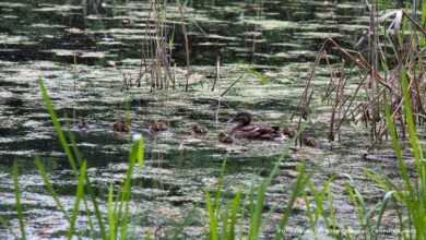 Tierische Überraschung: Küken-Glück auf dem Bernauer Rathausdach