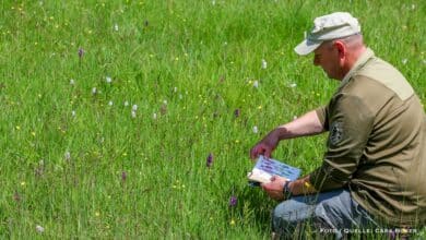 Naturwacht zählt wilde Orchideen im Naturpark Barnim