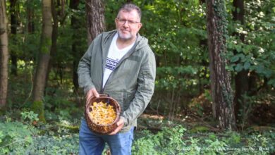 Pilzglück im kühlen Sommer: Eine unerwartete Saison für Sammler im Barnim
