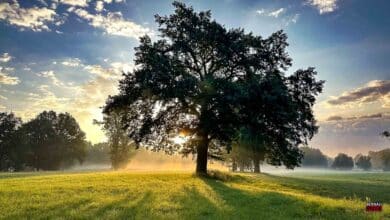 Guten Morgen aus Bernau und allen ein angenehmen Freitag