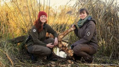 World Ranger Day: Geführte Wanderung durch die Lietzengrabenniederung