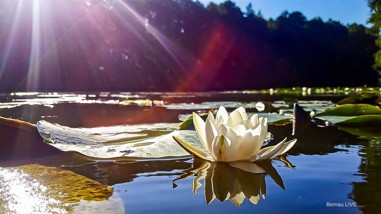 Guten Morgen in der neuen Woche und guten Morgen aus Bernau