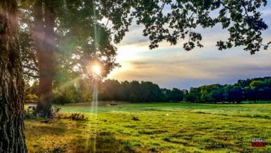 Einladung zur Wanderung rund ums Moor in Lobetal