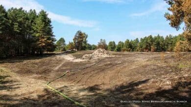 Bernau: Fazit nach dem Waldbrand und was aus der betroffenen Fläche wird