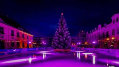 Weihnachtsbaum für den Bernauer Marktplatz gesucht