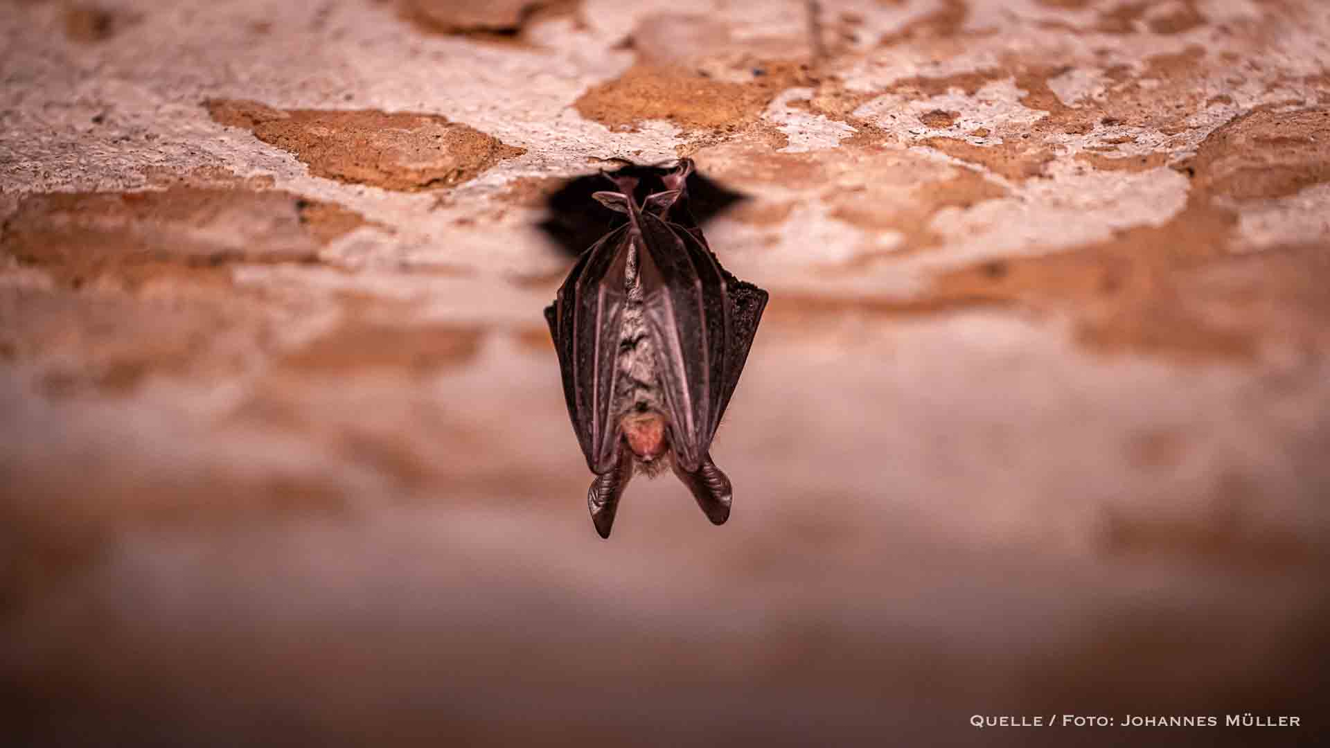 Barnim: Fledermäusen lauschen bei der Langen Naturwacht-Nacht