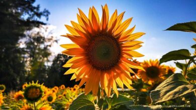Veranstaltungen und Tipps für das Wochenende in Bernau und Barnim (02.08.-03.08.)