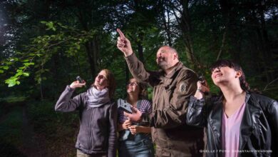 Barnim: Fledermäusen lauschen bei der Langen Naturwacht-Nacht