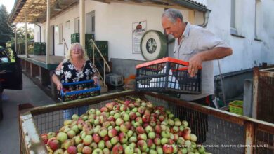 Apfelernte im Barnim: Hochbetrieb bei der Süßmosterei Neumann in Bernau