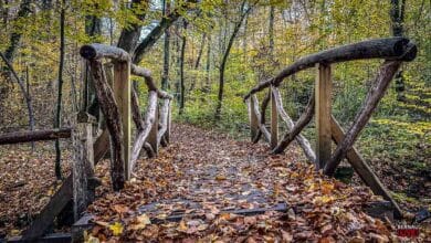 Raus in den Herbst: RangerTour oder Herbstwanderung am Wochenende