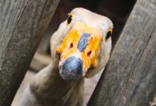 Geflügelpest im Barnim: Tierseuchenallgemeinverfügung mit Aufstallungsanordnung