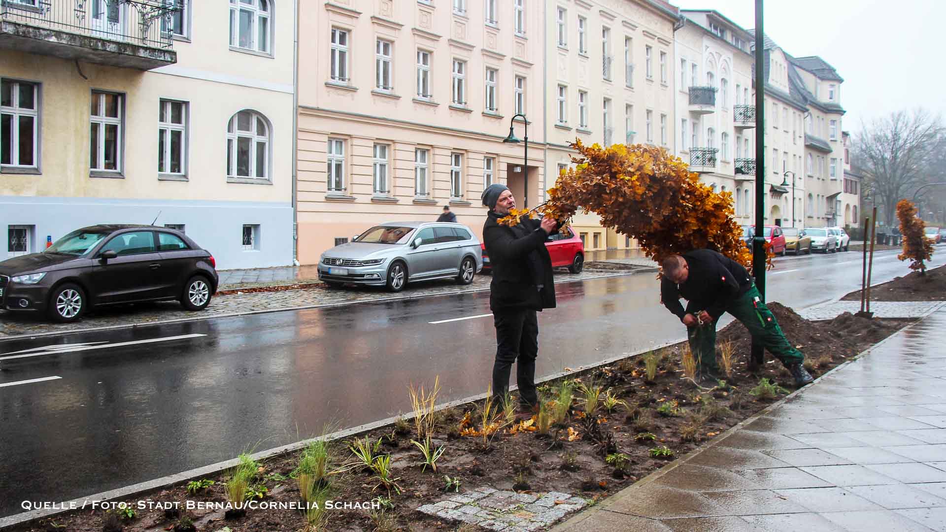 August-Bebel-Straße in Bernau: 20 neue Bäume sorgen für Endgültiges Grün
