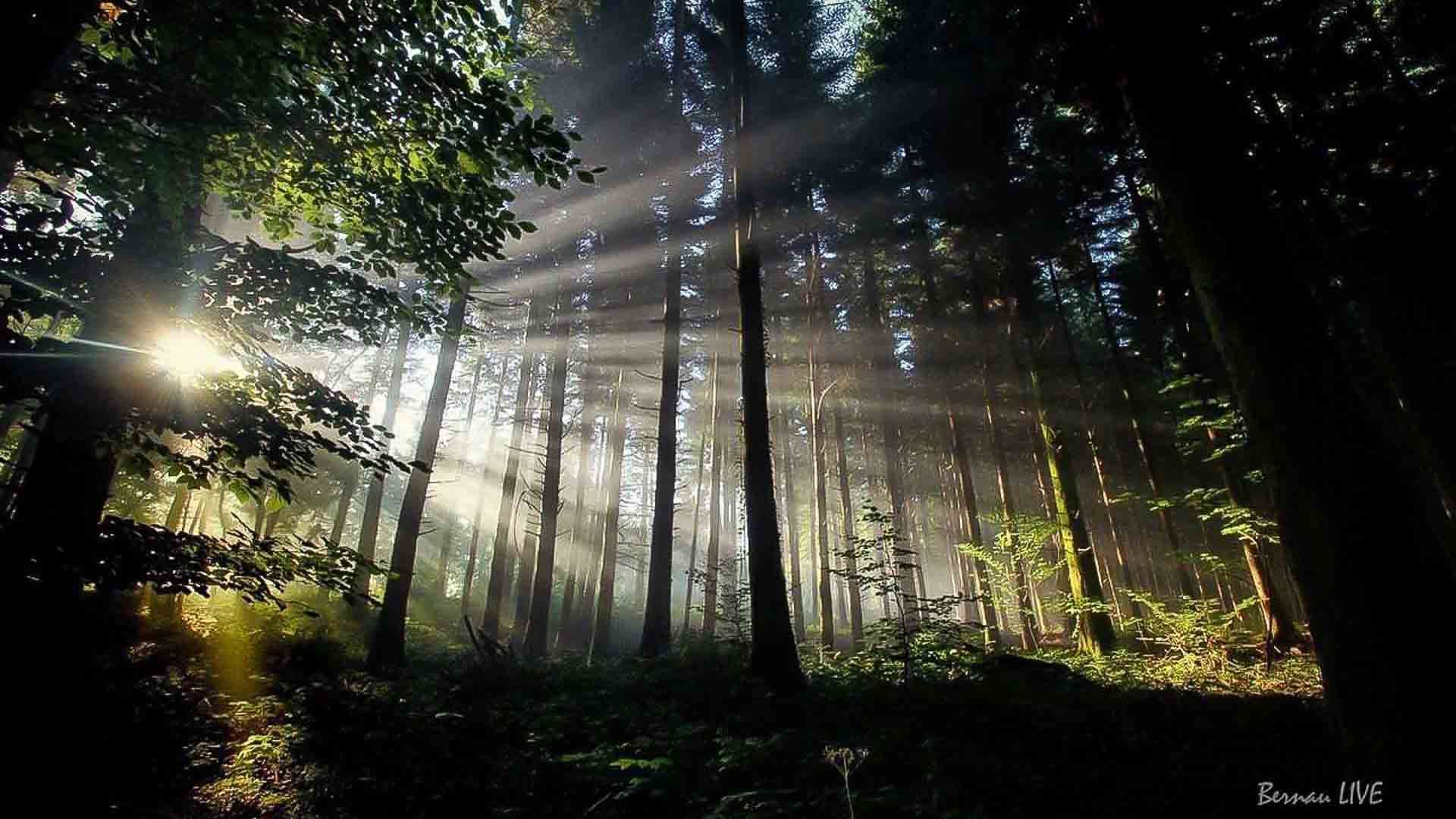 Pflanz-Aktion mit Köpfchen: 2.000 Setzlinge für den Bernauer Stadtwald