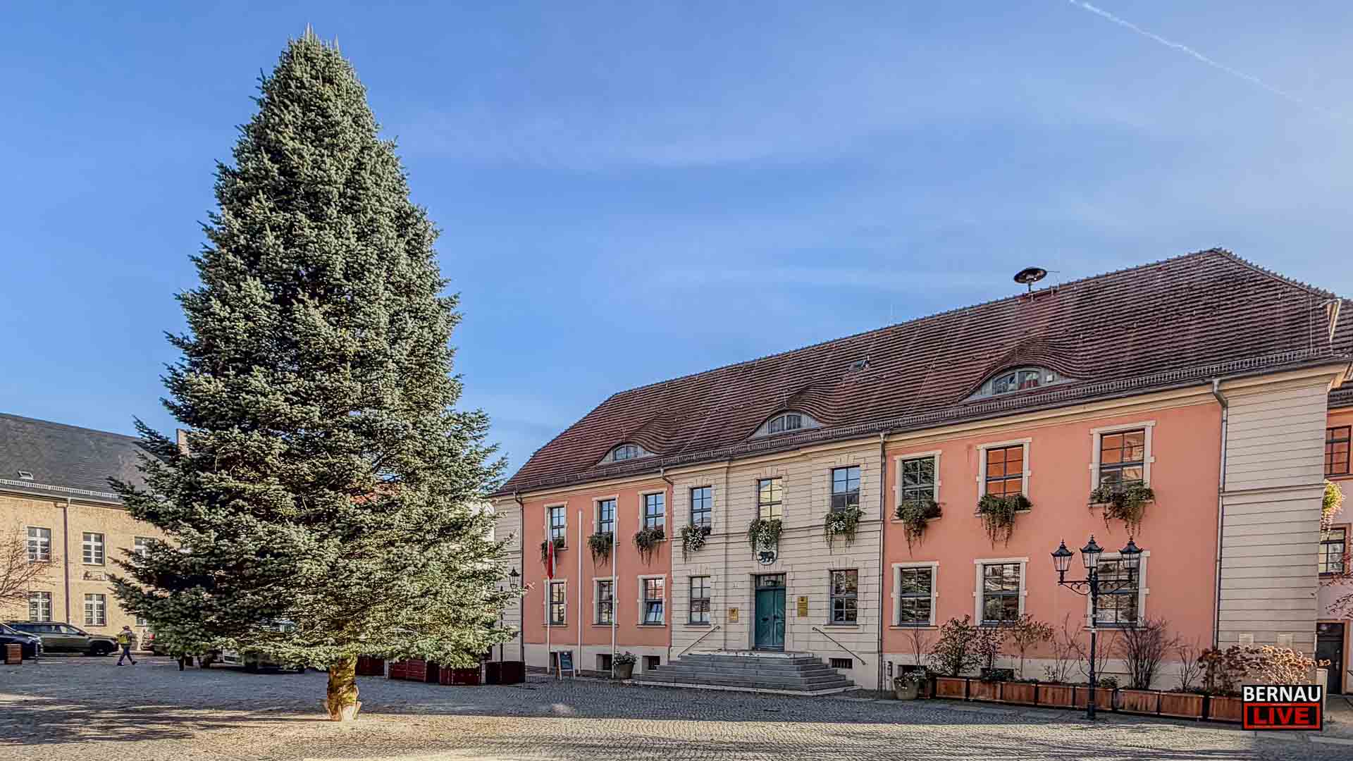 Eine Colorado-Tanne für den Marktplatz: Bernau hat seinen Weihnachtsbaum!