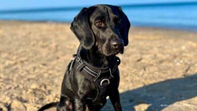 Bernauer Familie sucht seit zwei Tagen ihren Hund