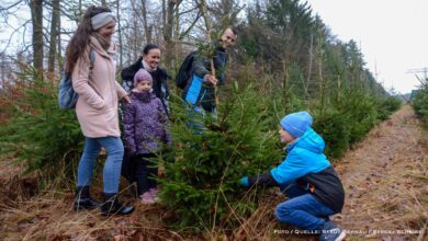 Andrang im Stadtwald Bernau: Großes Interesse am Weihnachtsbaumschlagen