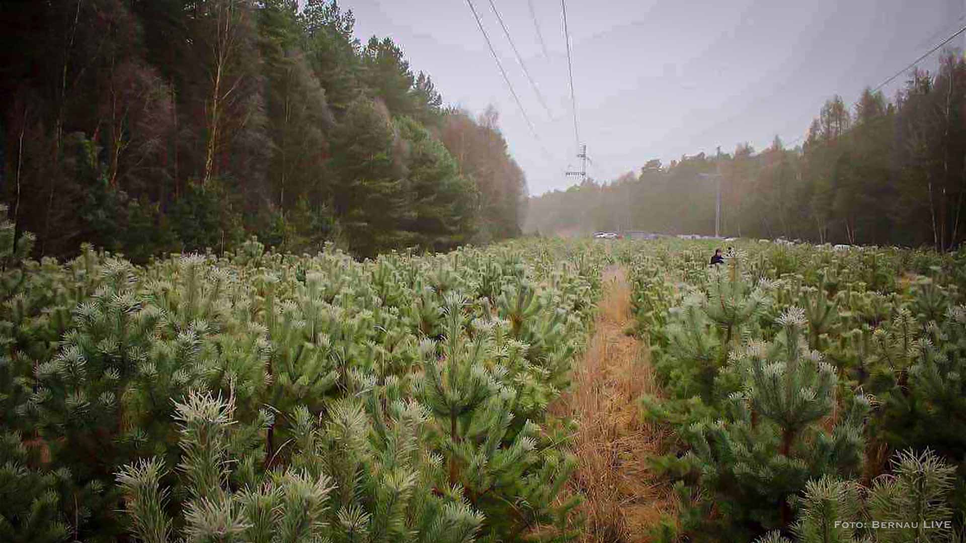 Weihnachtsbaum-Tradition: Schlagen Sie Ihren Baum selbst im Bernauer Stadtwald