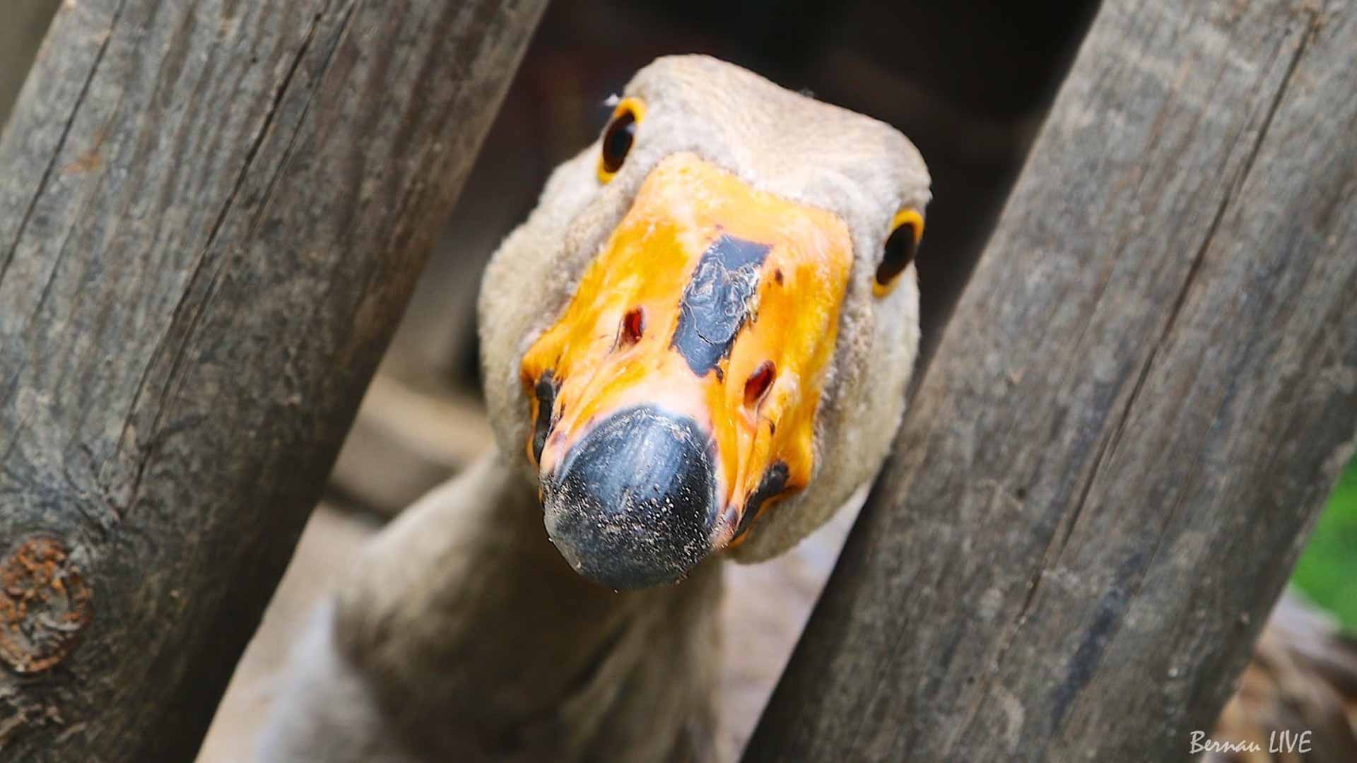 Geflügelpest im Barnim: Landkreis Barnim hebt Stallpflicht zum 14. Dezember auf